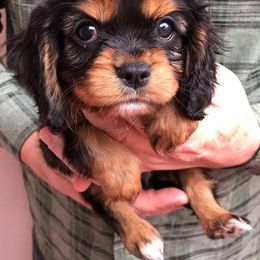Cavalier King Charles Spaniel Puppies from Redwood Forest Cavaliers
