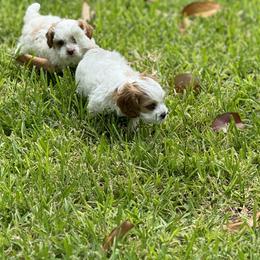 Cavapoo and Shihpoo Puppies from Haus of Doodles
