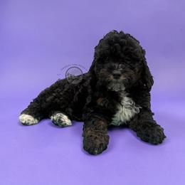 Boy 2 - Black and tan male Cavapoo puppy in Maryville, Missouri from Rolling Acres Doodles and Poodles
