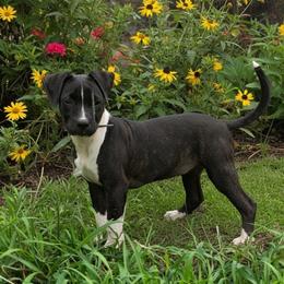 Raven - Black brindle female American Staffordshire Terrier puppy in Kankakee, Illinois from GrinNation Noble Am Staffs