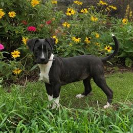Raven - Black brindle female American Staffordshire Terrier puppy in Kankakee, Illinois from GrinNation Noble Am Staffs