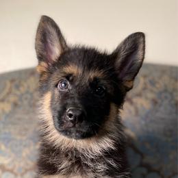Green collar boy - Black and red male German Shepherd puppy in Coleta, Illinois from Four Leaf Farm- Vom Vierblättriges Bauernhof