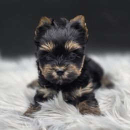 Girl 1 - Black and tan female Yorkshire Terrier puppy in Craig, Colorado from Yampa Valley Yorkies