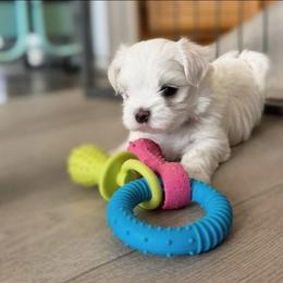 Little Black - White male Maltese puppy in Victoville, California from T&C Maltese