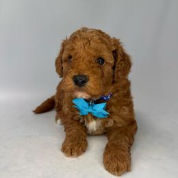 Hoppy(blue) - Red  male Goldendoodle puppy in Hot Springs, Arkansas from Hot Springs Kennels