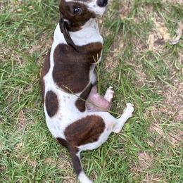 Lexi - Dachshund