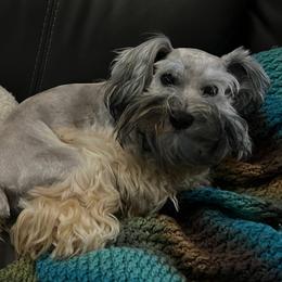 Maggie - Miniature Schnauzer