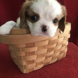 Cavalier King Charles Spaniel Puppies from Christina’s Cavaliers