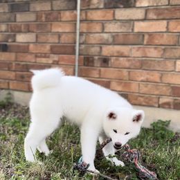 Japanese Akitainu Puppies from Winmont Akitas