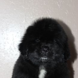 Newfoundland Puppies from Faithful Acres Newfs