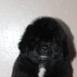 Newfoundland Puppies from Faithful Acres Newfs