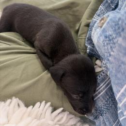 Gravy - Black male Whippet puppy in Fort Myers, Florida from Rainbow Whippets