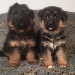 German Shepherd Puppies from Four Leaf Farm- Vom Vierblättriges Bauernhof