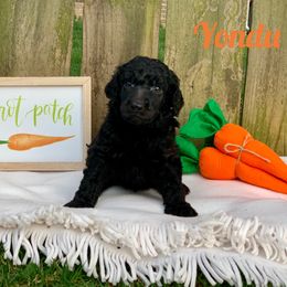 Poodle Puppies from Cosmic Caliber Standard Poodles