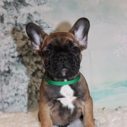 French Bulldog Puppies from Sweetheart Frenchies