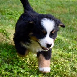Bernese Mountain Dog Puppies from Stick House Bernese