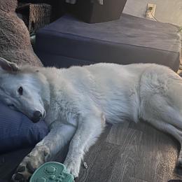 Freyja - German Shepherd