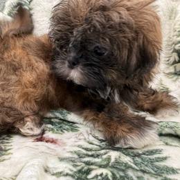 Auriga - Brindle female Shih Tzu puppy in Russellville, Kentucky from The Patriot Tzu