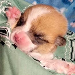 Sage bandana girl - Red female Pembroke Welsh Corgi puppy in Cherokee, Oklahoma from MCS Farms-OK