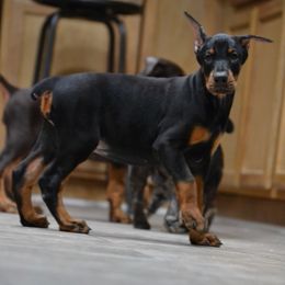 Doberman Pinscher Puppies from Obsidian Kennels