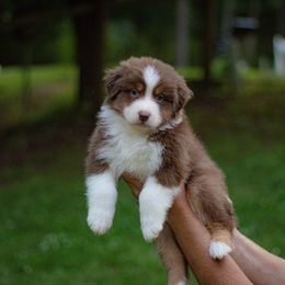 Hermes - Red tri-color male Australian Shepherd puppy in Monroe, Georgia from Lovable Little Aussies