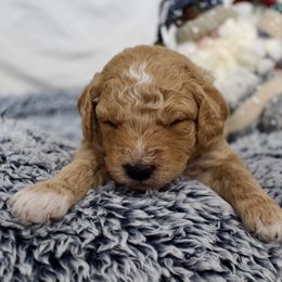 Bernedoodle, Goldendoodle, and Poodle Puppies from Raintree Standard Poodles & Mini Doodles