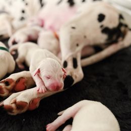 Dalmatian Puppies from Seaside Dalmatians