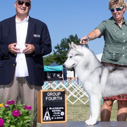 Siberian Huskies from Echoing Wind siberians