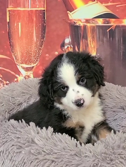 "Santos" BTM2 (SOLD) - Black Miniature Australian Shepherd puppy in Smiths Station, Alabama from Double T Mini Aussies