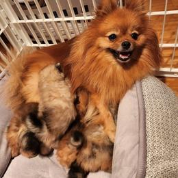 Pomeranian Puppies from Pomsgarden