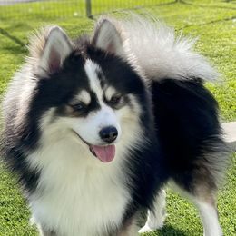 Banjo - Pomsky