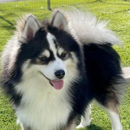Banjo - Pomsky