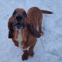 Hank - Basset Hound