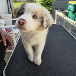 Australian Shepherd Puppies from Starlit Grove Australian Shepherds