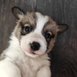Timon - Sable male Pembroke Welsh Corgi puppy in Saint John, Washington from Fuzzbutt Farm's Corgis
