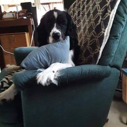 Bootty - English Springer Spaniel