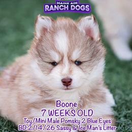 Boone - Red and white male Pomsky puppy in Humeston, Iowa from M.A.R. Dogs