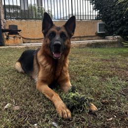 Cali - German Shepherd