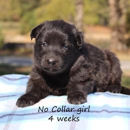First Pick girl - Black female German Shepherd puppy in Elkmont, Alabama from Oakmont Shepherds