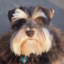 Maverick - Miniature Schnauzer
