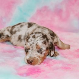 Blue Tan Dapple - Dapple female Dachshund puppy in Coldwater, Mississippi from Mississippi Shorties Miniature Dachshunds