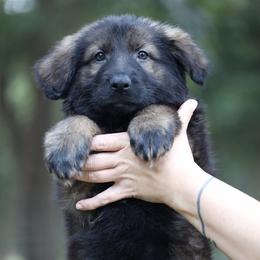 German Shepherd Puppies from Vom Haus Highlands