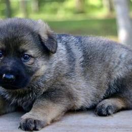 Ora - Sable female German Shepherd puppy in Cumming, Georgia from Cainedelup