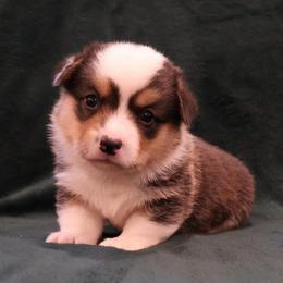 Patriot - Black and tan male Pembroke Welsh Corgi puppy in Arcanum, Ohio from Weissway Corgis