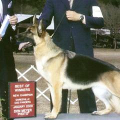 German Shepherds from Cheyenne Shepherds