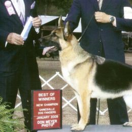 German Shepherds from Cheyenne Shepherds