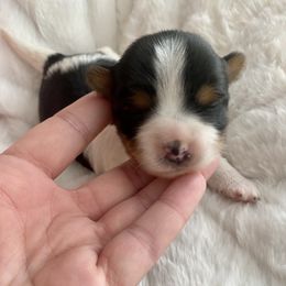Biewer Terrier Puppies from Petit Bijou