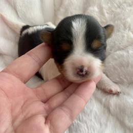 Biewer Terrier Puppies from Petit Bijou