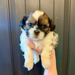 Jade - Black gold and white male Shih Tzu puppy in Stroud, Oklahoma from Laik’s Little Shihtz & Poms