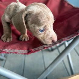 Noelle - Dapple female Dachshund puppy in Conroe, Texas from Dots Dachshunds